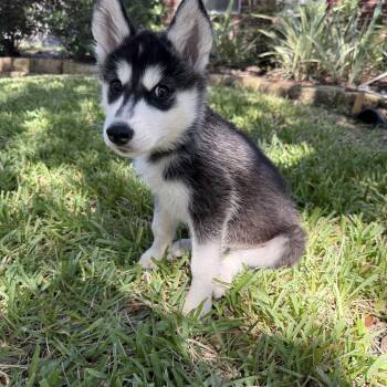 HeiHei -  Husky Dog for Adoption in Sumter, South Carolina - HeiHei | PetCurious