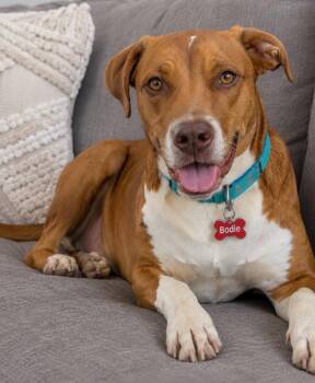 Bodie Girl -  Boxer and Labrador Retriever Dog for Adoption in Houston, Texas - Bodie Girl | PetCurious