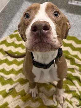 KAIDO -  Pit Bull Terrier and Mixed Breed Dog for Adoption in Houston, Texas - KAIDO | PetCurious