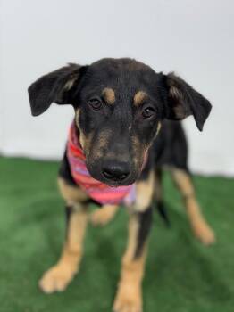 German Shepherd Dog and Labrador Retriever Dogs Available for Adoption in Carlsbad, California - Lulu | PetCurious
