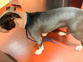 Little Foot -  Mixed Breed Dog Available for Adoption in Douglasville, Georgia - Little Foot | PetCurious