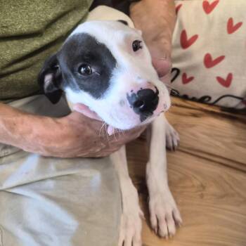 Spot -  Mixed Breed Dog for Adoption in Blue Ridge, Georgia - Spot | PetCurious