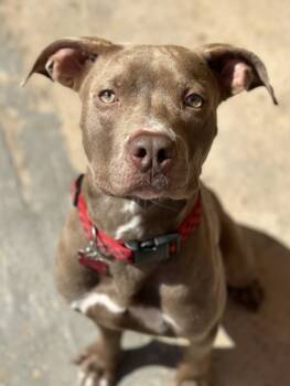 Rescue Pit Bull Terrier and Mixed Breed Dogs for Adoption in New Orleans, Louisiana - Noodles | PetCurious