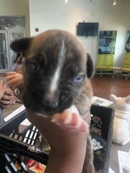 Rescue Pit Bull Terrier and Mixed Breed Dogs for Adoption in New Orleans, Louisiana - Soxie | PetCurious