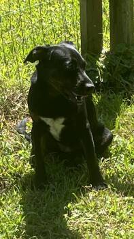 Betty -  Black Labrador Retriever Dog for Adoption in Medfield, Massachusetts - Betty | PetCurious