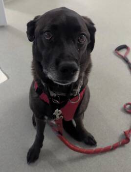 Bernie -  Rottweiler and Black Labrador Retriever Dog for Adoption in Indiana, Pennsylvania - Bernie | PetCurious