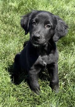 Lexus -  Labrador Retriever Dog Available for Adoption in South Bend, Indiana - Lexus | PetCurious