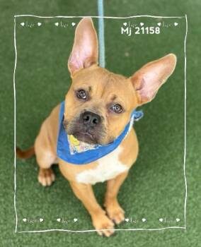 MJ -  French Bulldog Dog for Adoption in Marietta, Georgia - MJ | PetCurious
