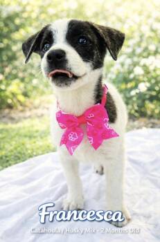 Catahoula Leopard Dog and Husky Dogs Available for Adoption - Francesca  | PetCurious