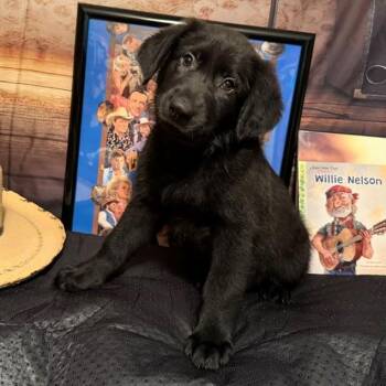 Willie -  Labrador Retriever and Mixed Breed Dog for Adoption in Normal, Illinois - Willie | PetCurious