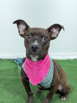 Chihuahua and Dachshund Dogs Available for Adoption in Carlsbad, California - Rossie | PetCurious