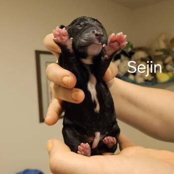 Selena Pup Sejin -  Mixed Breed Dog for Adoption in Fairfax Station, Virginia - Selena Pup Sejin | PetCurious