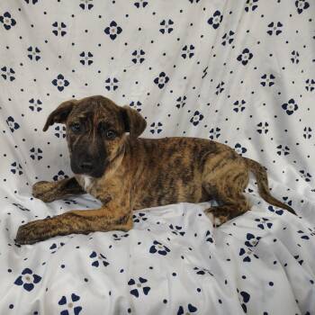 Claus -  Pit Bull Terrier and Greyhound Dog for Adoption in Coos Bay, Oregon - Claus | PetCurious