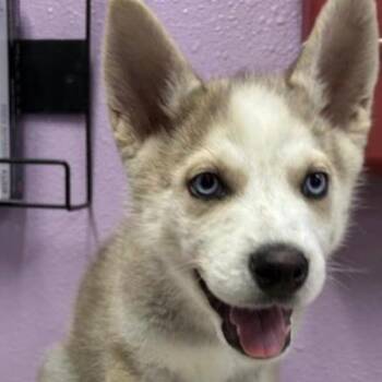 Husky Dogs Available for Adoption - Caterpillar | PetCurious