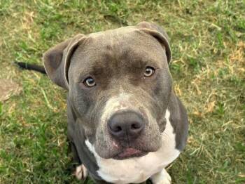 DEYDEY -  Pit Bull Terrier and Mixed Breed Dog for Adoption in Tulsa, Oklahoma - DEYDEY | PetCurious