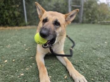 MARLEY -  German Shepherd Dog and Belgian Shepherd Malinois Dog for Adoption in Salinas, California - MARLEY | PetCurious