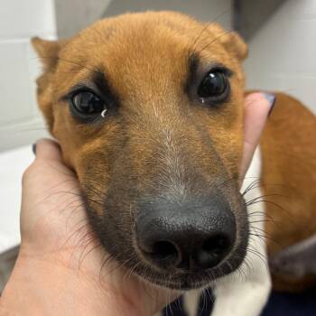 Finch -  Rat Terrier and Mixed Breed Dog Available for Adoption in Corpus Christi, Texas - Finch | PetCurious