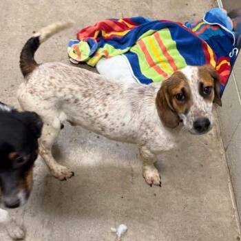 Basset Hound and Coonhound Dogs Available for Adoption - Gunther | PetCurious