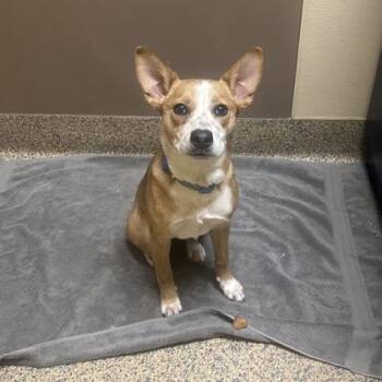 Cattle Dog and Mixed Breed Dogs Available for Adoption - Charley | PetCurious