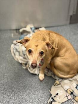 Dachshund and Poodle Dogs Available for Adoption in Dallas, Texas - ITCHY | PetCurious