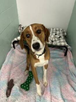 Rescue Beagle Dogs for Adoption in North Street, Michigan - Elvis (sponsored) | PetCurious