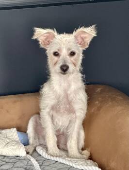 Rescue Terrier and Chihuahua Dogs for Adoption in El Segundo, California - POSEY | PetCurious