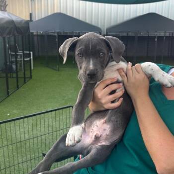 Pit Bull Terrier Dogs Available for Adoption in Tampa, Florida - Harvey | PetCurious