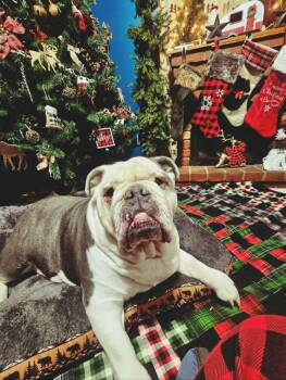 Bella (breed experience needed) -  American Bulldog Dog for Adoption in Austin, Minnesota - Bella (breed Experience Needed) | PetCurious