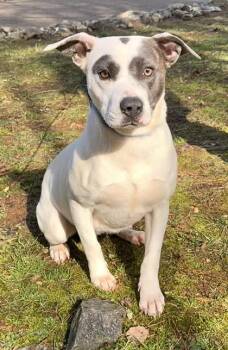 Honey Suckle -  Terrier and Mixed Breed Dog for Adoption in Dahlonega, Georgia - Honey Suckle | PetCurious