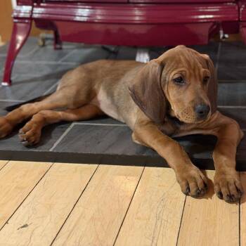 Plott Hound and Treeing Walker Coonhound Dogs Available for Adoption in South Burlington, Vermont - Quiche | PetCurious