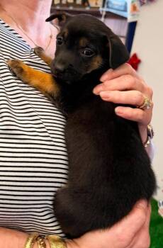 Emmie-Lou -  Terrier Dog for Adoption in Troy, Alabama - Emmie-Lou | PetCurious