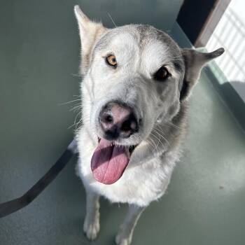 Alaskan Malamute Dogs Available for Adoption - "Bella" | PetCurious