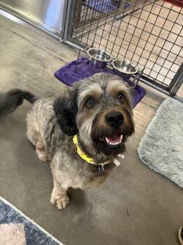Mitzie -  Havanese and Petit Basset Griffon Vendeen Dog for Adoption in Scottsdale, Arizona - Mitzie | PetCurious