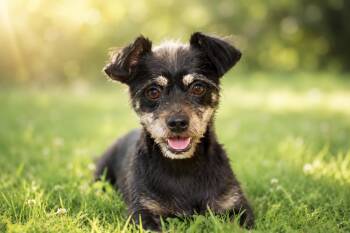 Sherman -  Miniature Schnauzer Dog for Adoption in Rockville, Maryland - Sherman | PetCurious