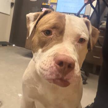 Sheryl -  Pit Bull Terrier Dog Available for Adoption in Yuma, Arizona - Sheryl | PetCurious