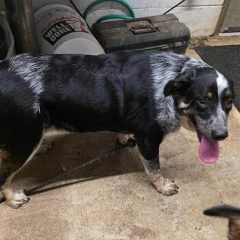 AURO-Cash -  Australian Cattle Dog Blue Heeler Dog for Adoption in Aurora, Missouri - AURO-Cash | PetCurious