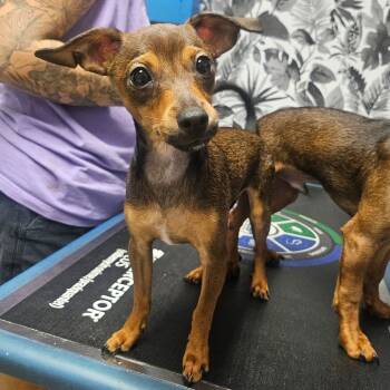 Rescue Miniature Pinscher Dogs for Adoption in Wahiawa, Hawaii - Jr. | PetCurious