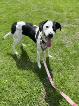 Border Collie and Hound Dogs Available for Adoption in Ona, West Virginia - Dandie Moo | PetCurious