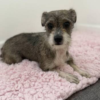 Franny -  Mixed Breed Dog Available for Adoption in Los Angeles, California - Franny | PetCurious