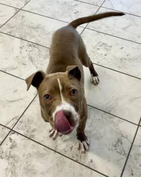 Staffordshire Bull Terrier Dogs Available for Adoption - DINKIE | PetCurious