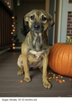 Rescue Chihuahua and Terrier Dogs for Adoption in Lexington, Kentucky - Sugar Sug | PetCurious