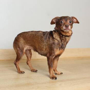 Chihuahua and Mixed Breed Dogs Available for Adoption in Minnetonka, Minnesota - Miranda D69417 | PetCurious