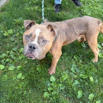 Victor -  Pit Bull Terrier Dog for Adoption in Newark, New Jersey - Victor | PetCurious