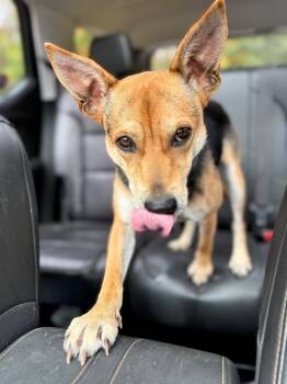 Rescue Chihuahua and Shepherd Dogs for Adoption in Princeton, Massachusetts - Heather - LOCAL | PetCurious