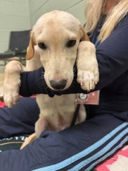Flint -  Labrador Retriever and Shepherd Dog for Adoption in Kalamazoo, Michigan - Flint | PetCurious