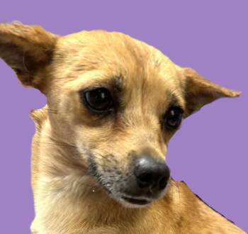 Chihuahua Dogs Available for Adoption in Savannah, Georgia - Imelda | PetCurious