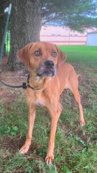 Clara -  Plott Hound Dog for Adoption in Springfield, Illinois - Clara | PetCurious
