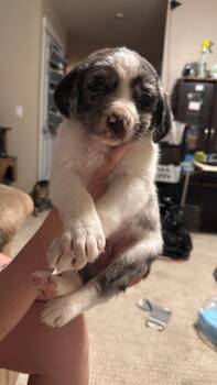 Collie and Shepherd Dogs Available for Adoption - Dr. Hooves | PetCurious