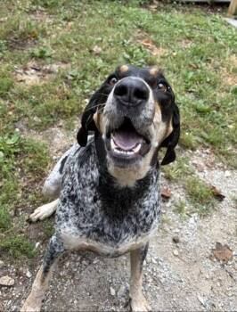 Tenne -  Bluetick Coonhound Dog for Adoption in Lafayette, Indiana - Tenne | PetCurious
