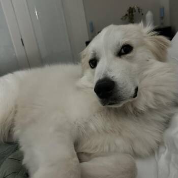 Samantha -  Great Pyrenees Dog for Adoption in Columbus, Georgia - Samantha | PetCurious